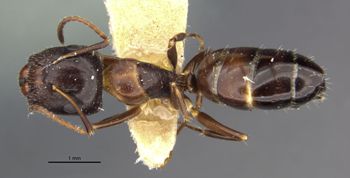 Media type: image;   Entomology 21545 Aspect: habitus dorsal view